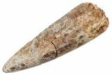 Huge, Fossil Phytosaur Tooth - New Mexico #192552-1